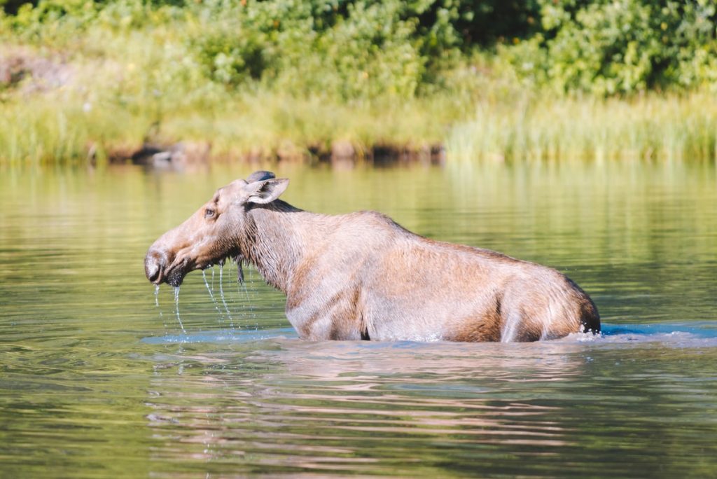 Best National Parks to Visit in Summer - Glacier National Park Moose