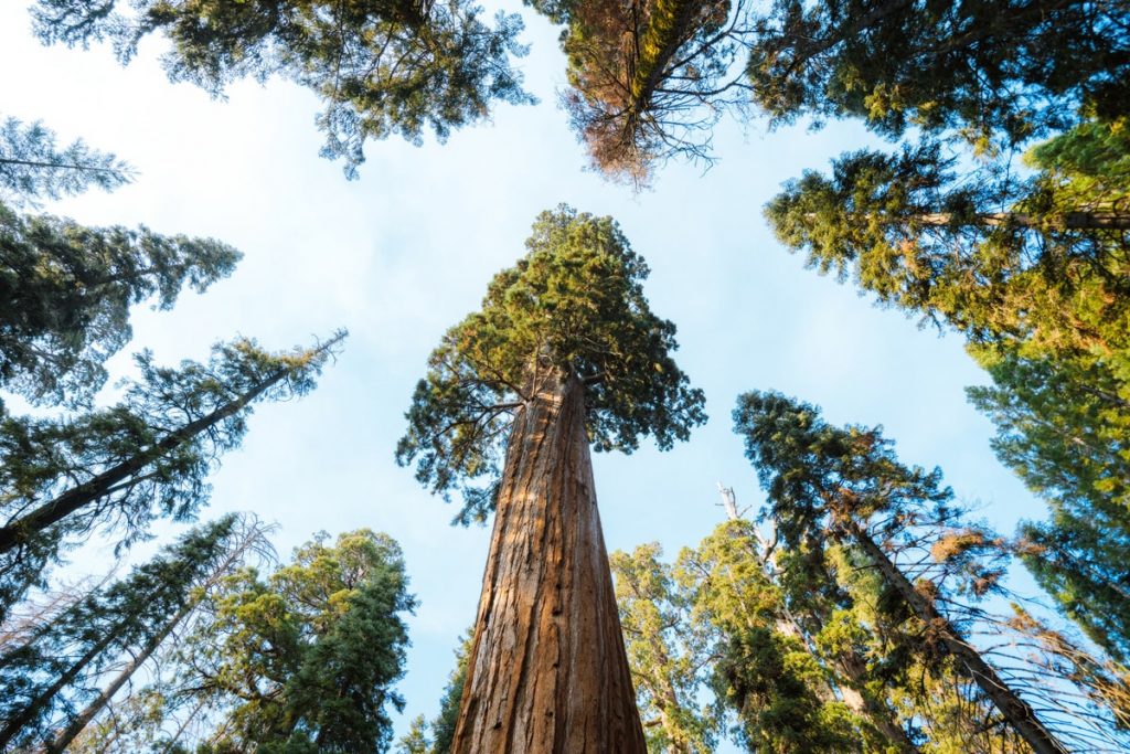 Best National Parks to Visit in Summer - Kings Canyon National Park Grant Grove