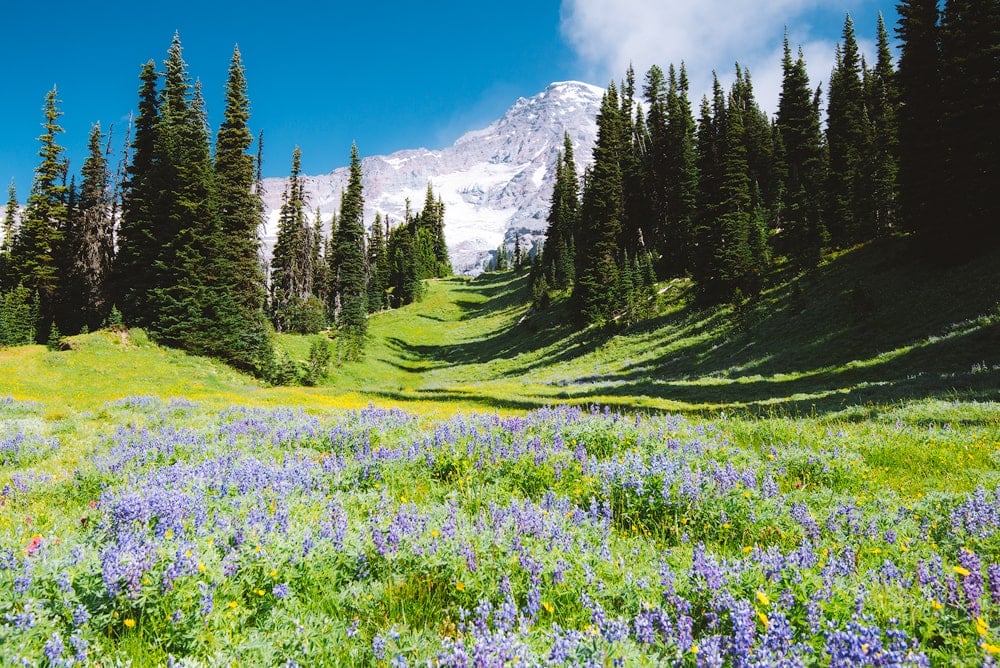 Best National Parks to Visit in Summer - Mount Rainier National Park Wildflower Meadow