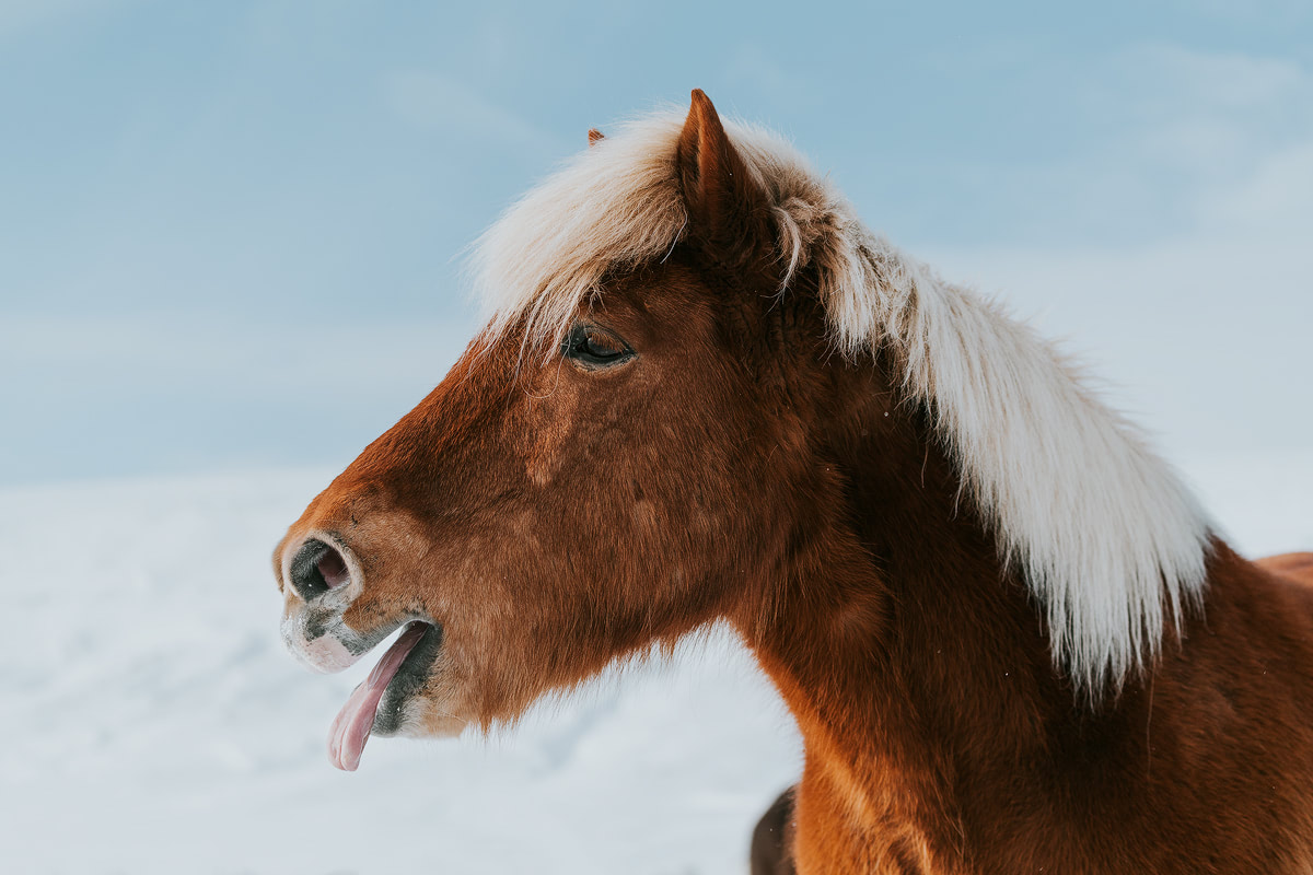 Iceland, Aldeyjarfoss - Renee Roaming