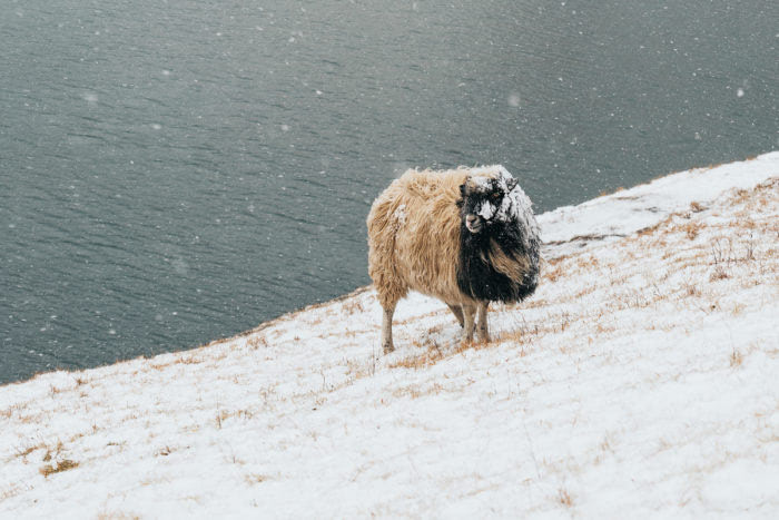 Saksun- The Faroe Islands Guide - Renee Roaming