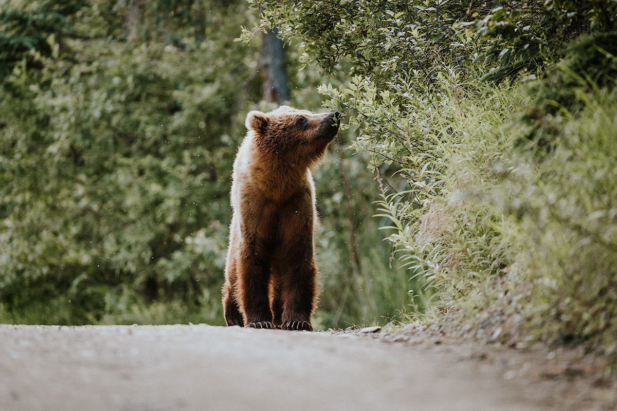 Exploring bear country - Katmai National Park