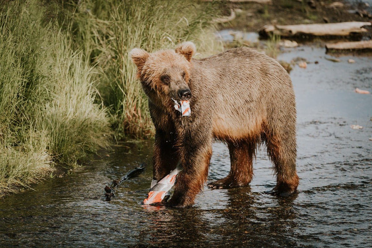 Exploring bear country - Katmai National Park