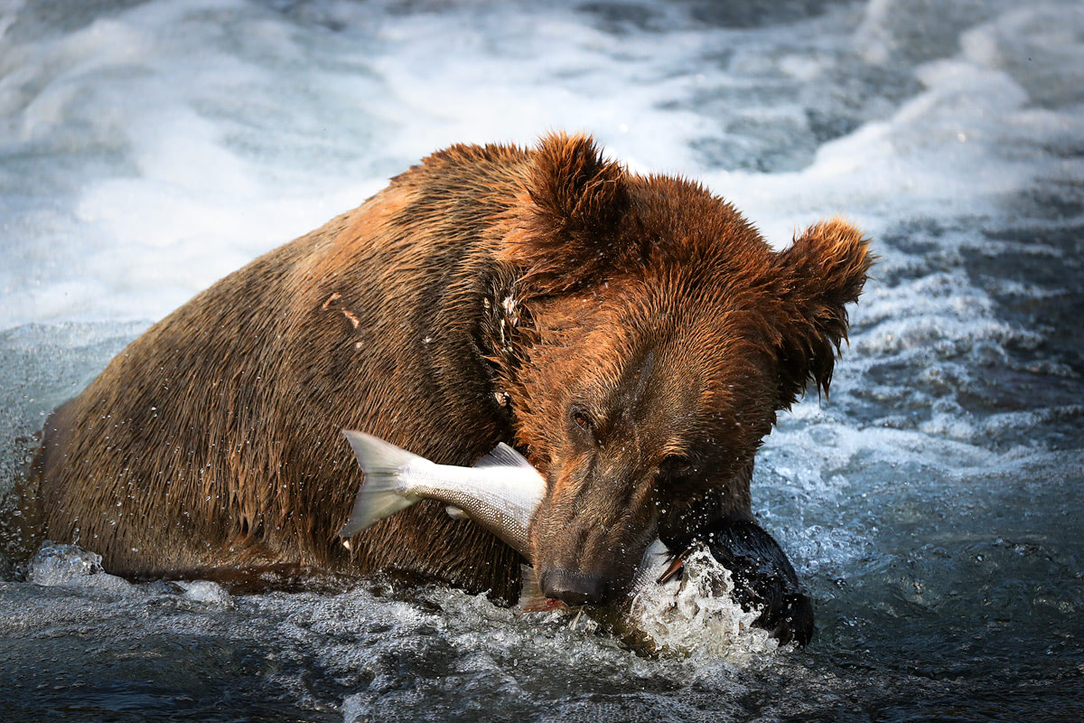 Exploring bear country - Katmai National Park