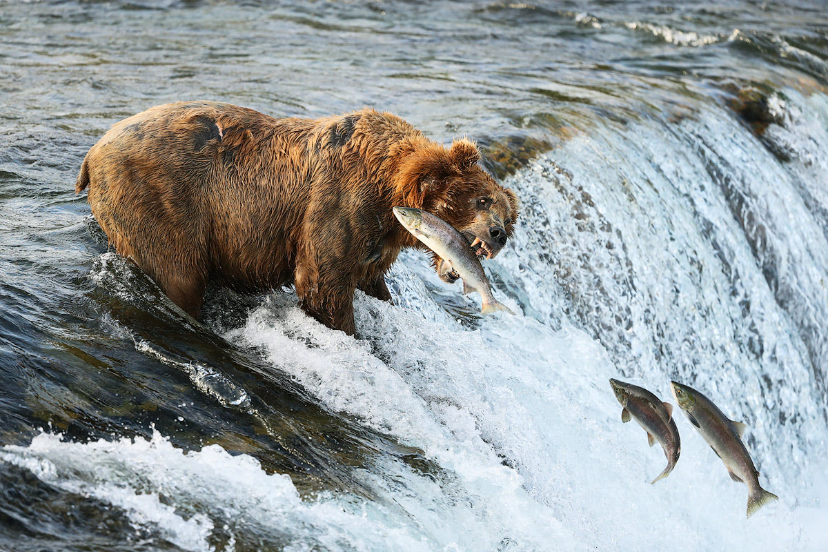 Exploring bear country - Katmai National Park