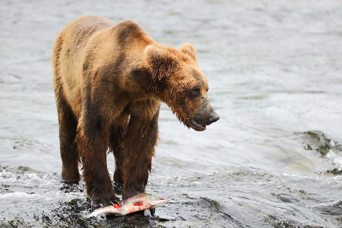 Exploring bear country - Katmai National Park