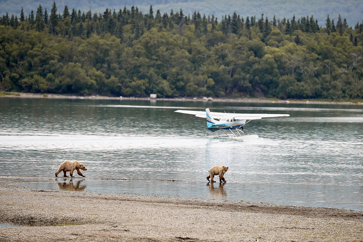 Exploring bear country - Katmai National Park