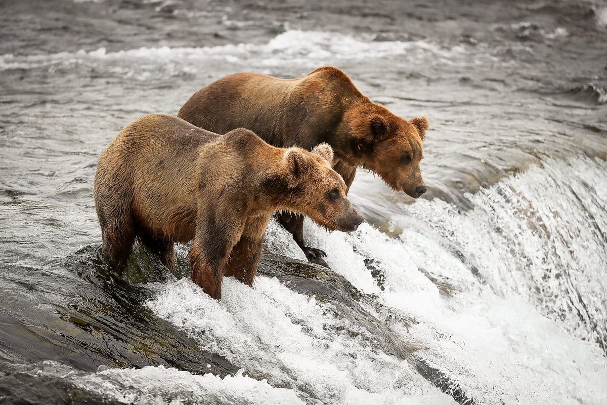 Exploring bear country - Katmai National Park