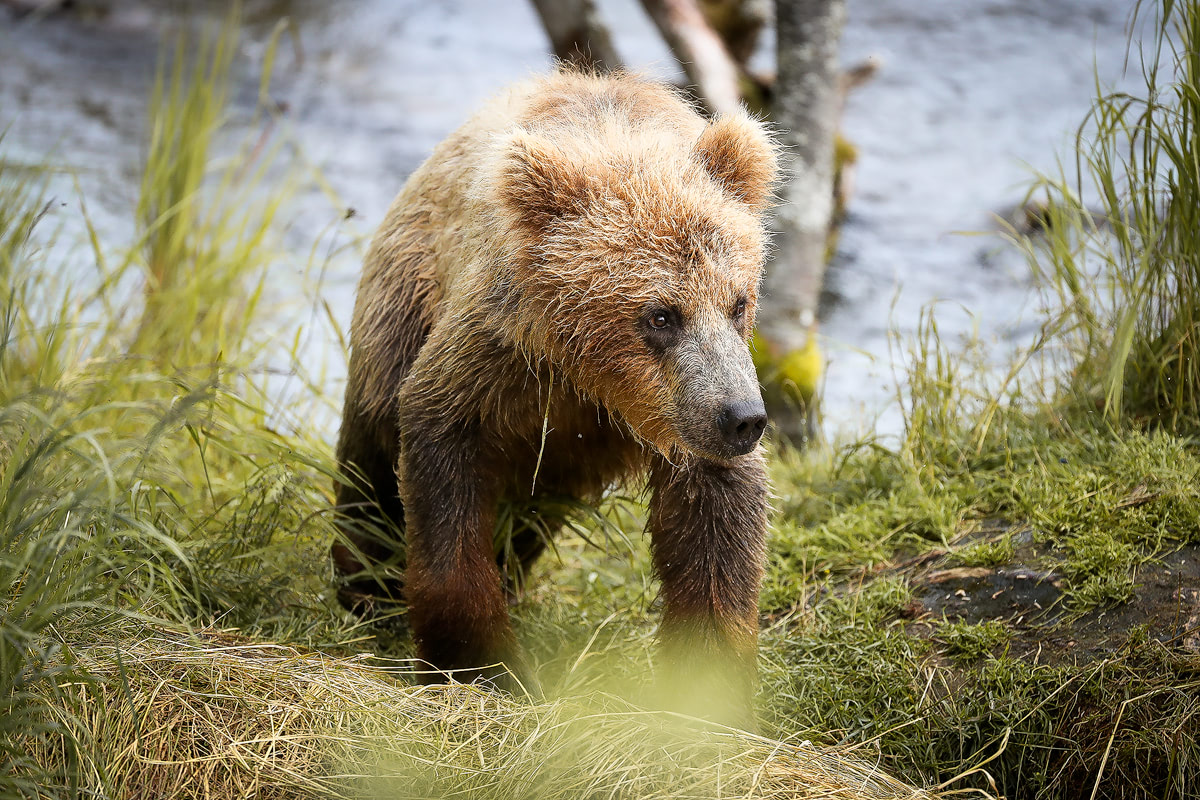 Exploring bear country - Katmai National Park