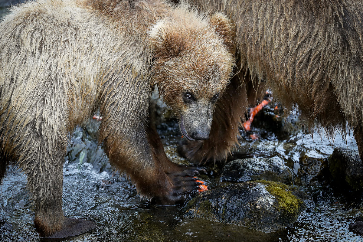 Exploring bear country - Katmai National Park