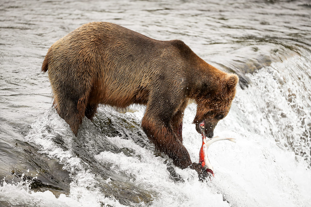 Exploring bear country - Katmai National Park