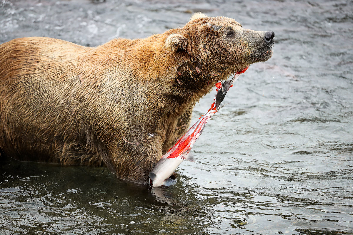 Exploring bear country - Katmai National Park