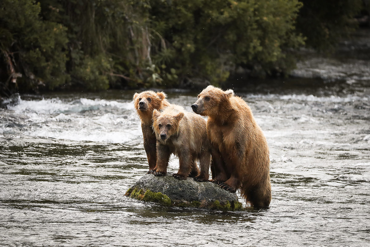 Exploring bear country - Katmai National Park