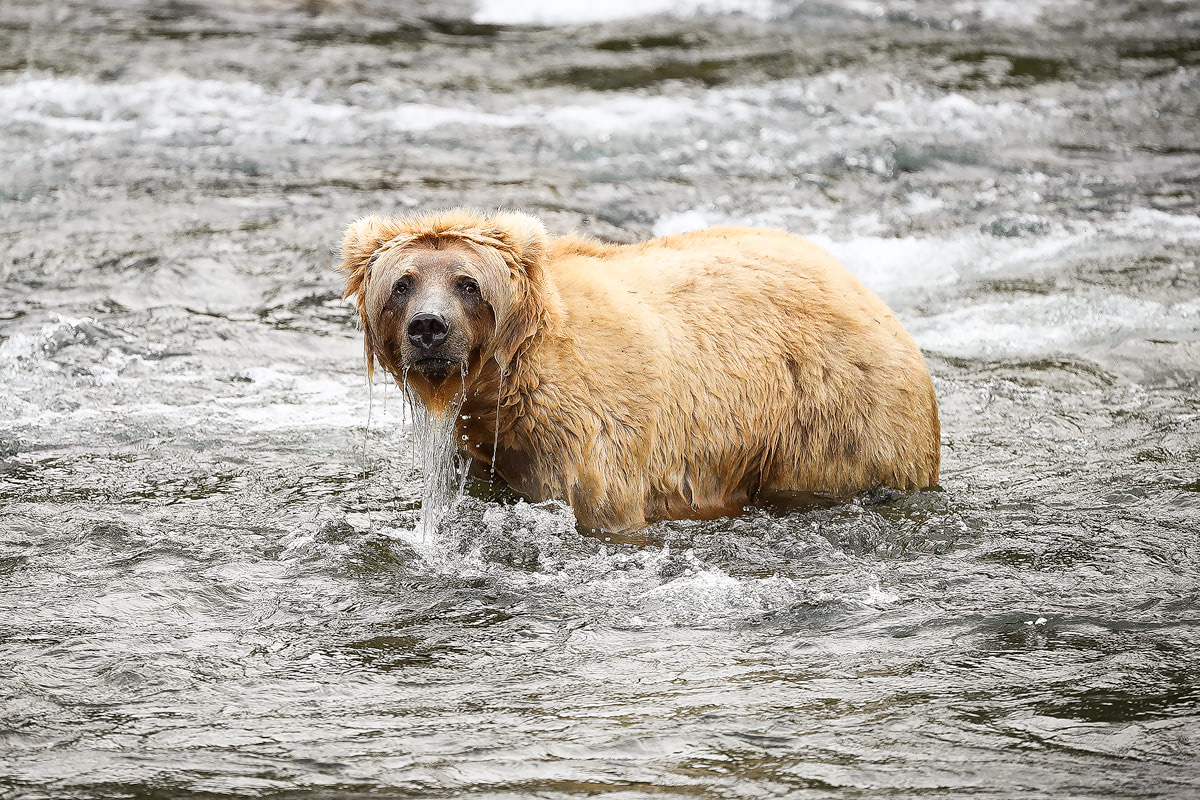 Exploring bear country - Katmai National Park