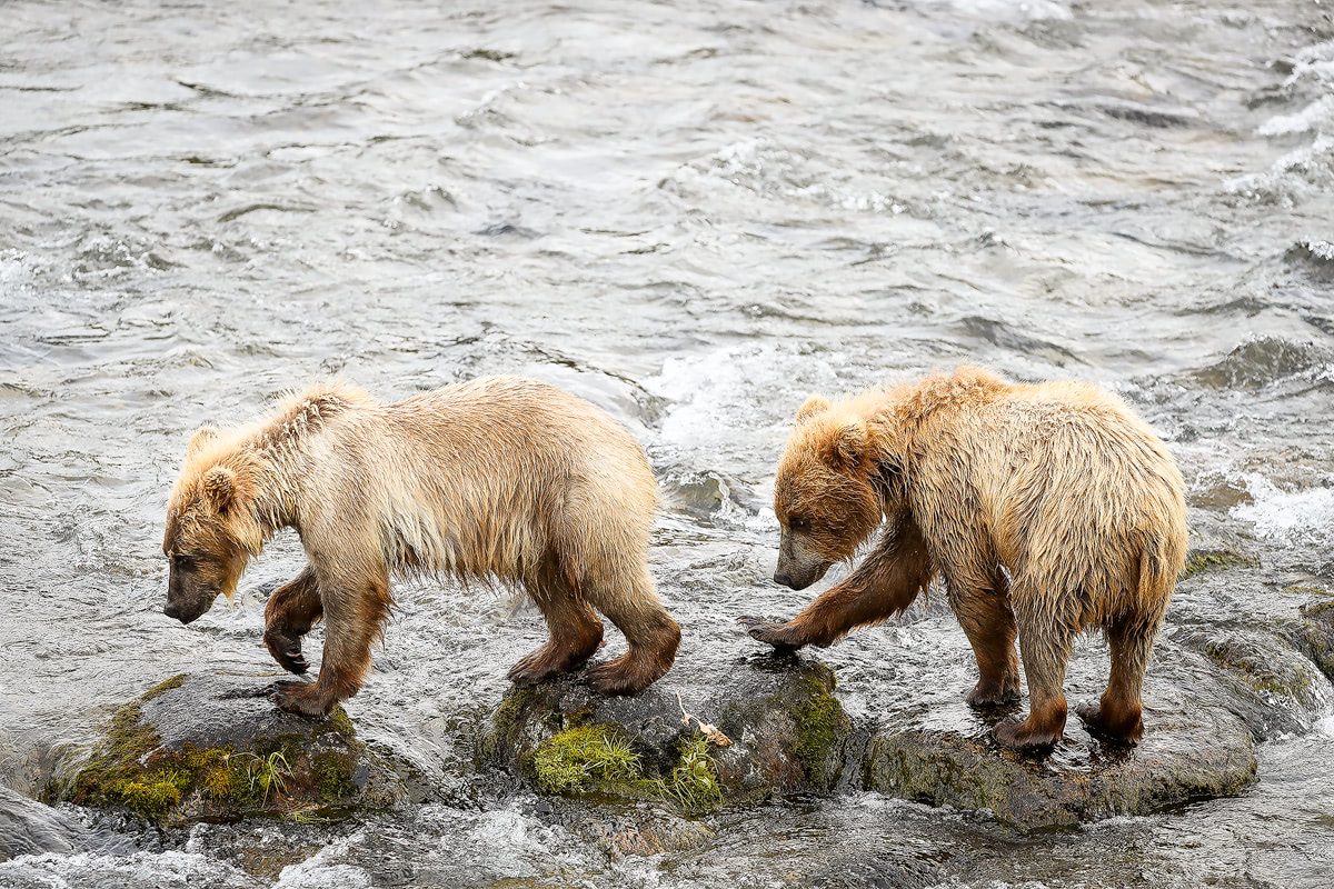 Exploring bear country - Katmai National Park