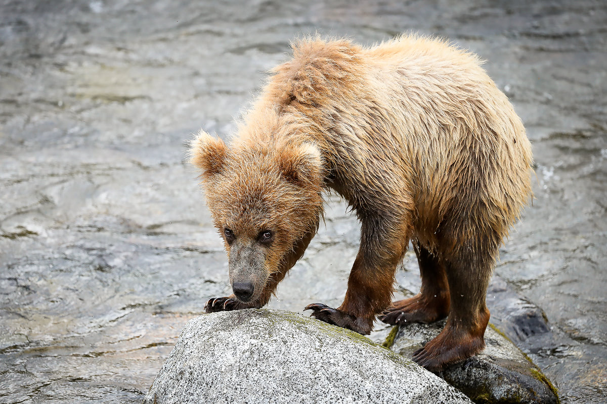 Exploring bear country - Katmai National Park