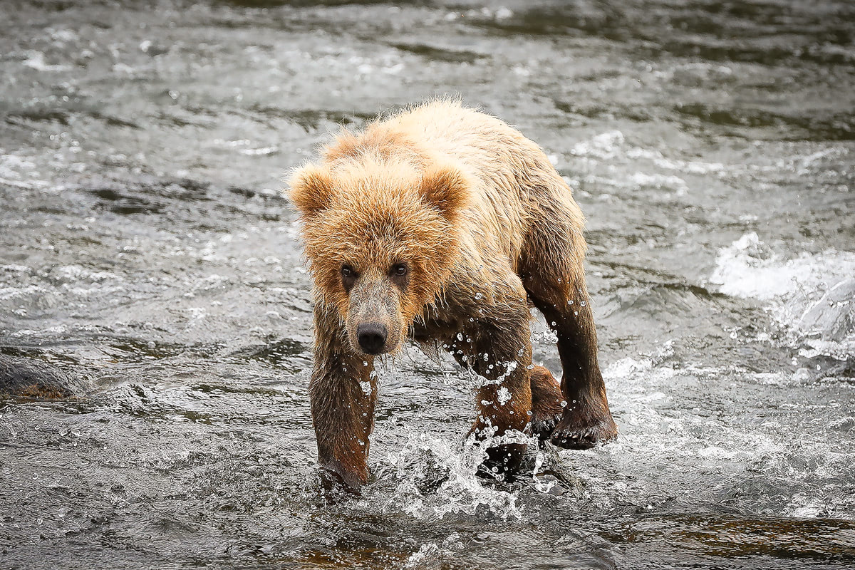 Exploring bear country - Katmai National Park