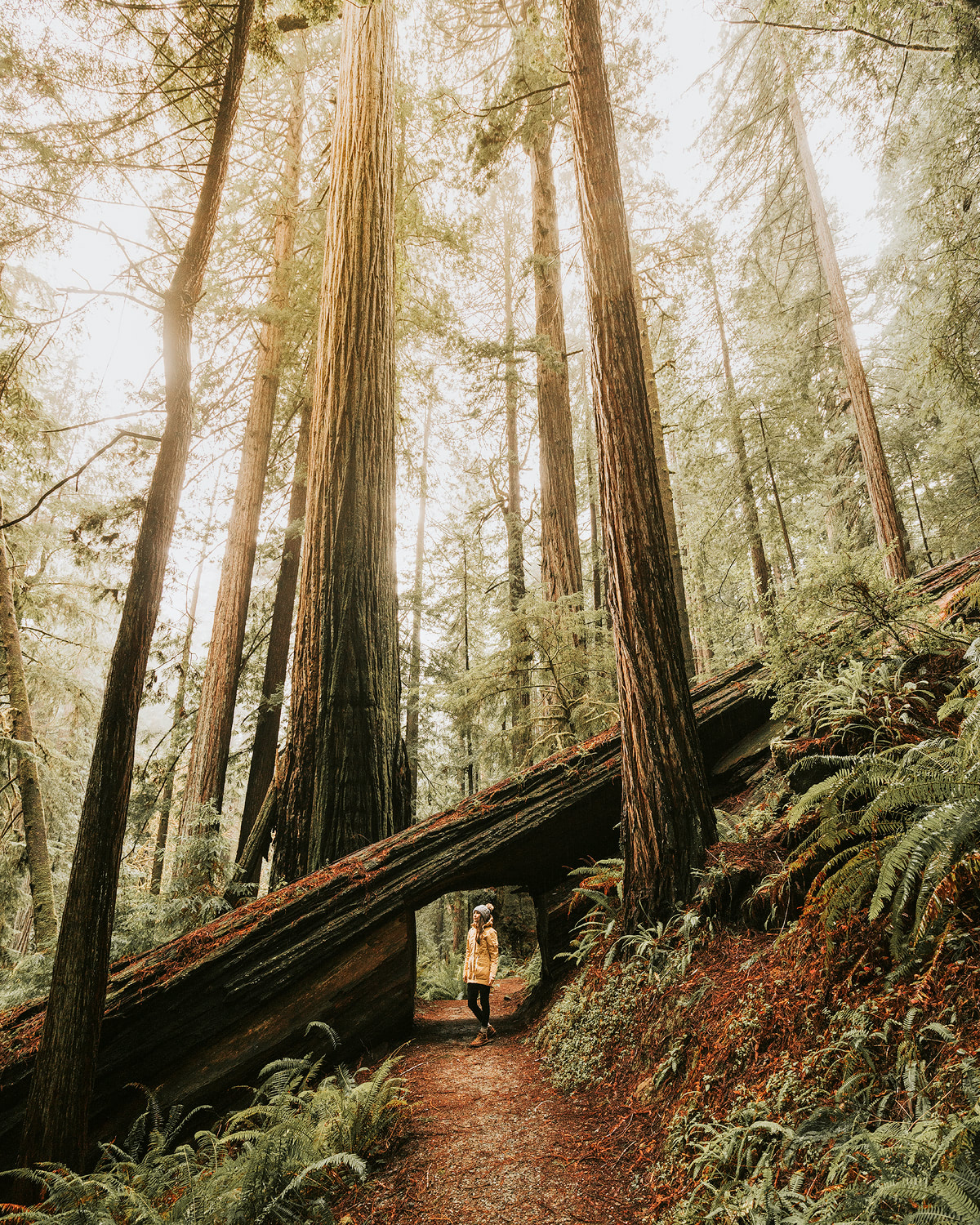 How-to-make-money-while-traveling-the-world-Redwoods