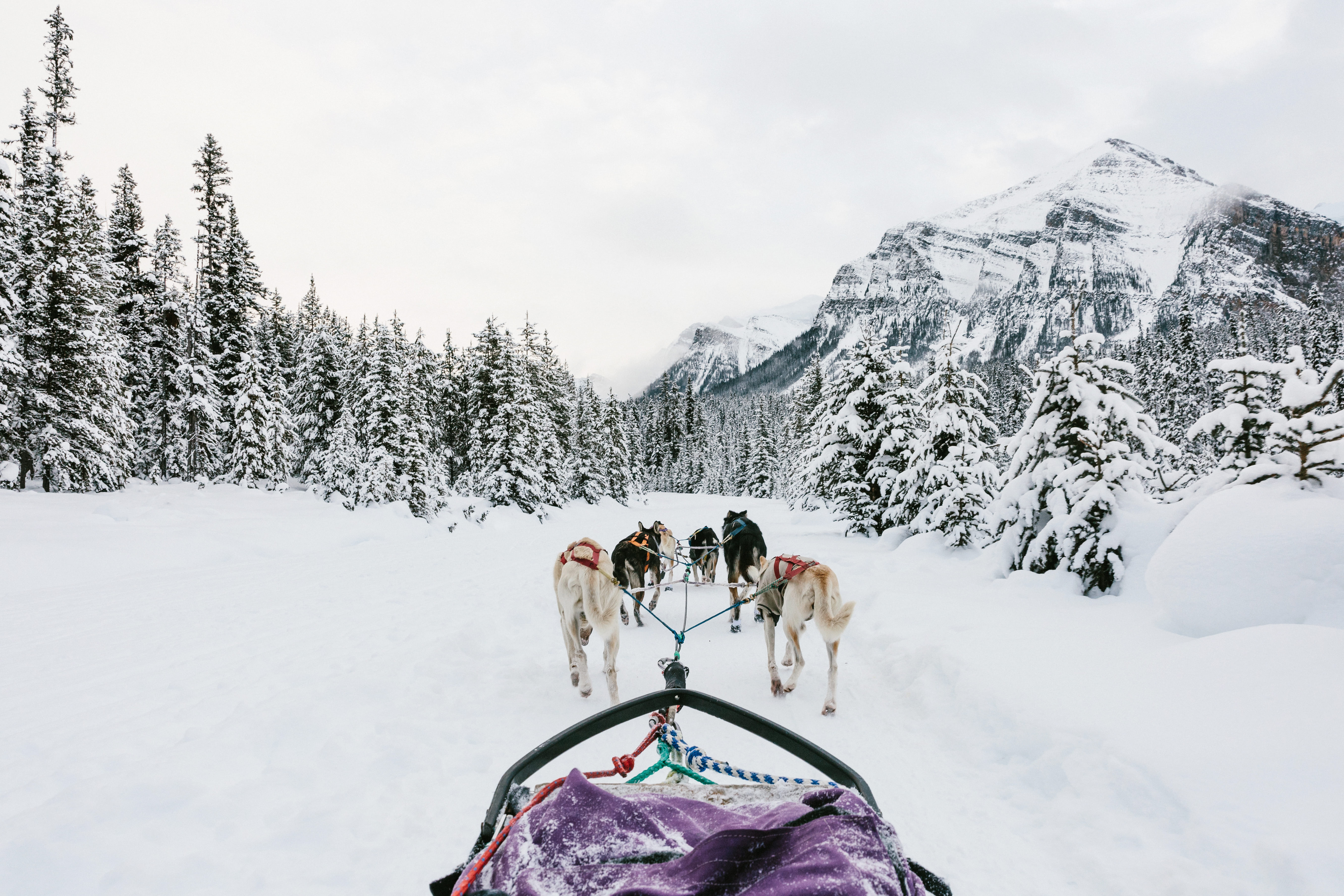 9 Best Winter Adventures in Banff Canadia - Dog Sledding - Renee Roaming