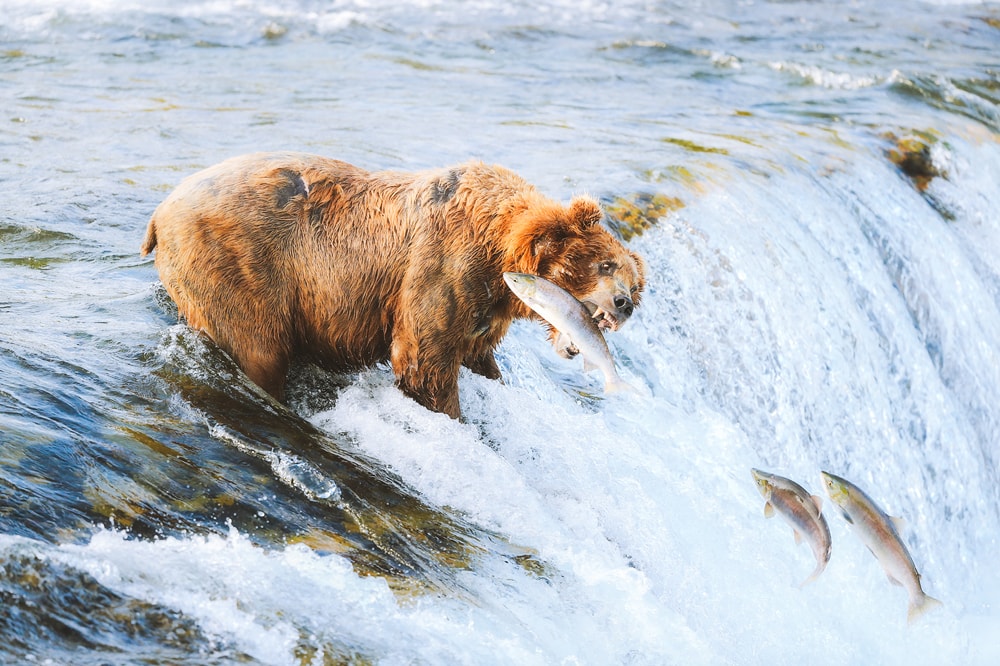 America's National Parks - Ranked Best to Worst - Katmai National Park
