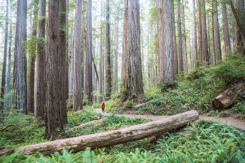 America's National Parks - Ranked Best to Worst - Redwood National and State Parks