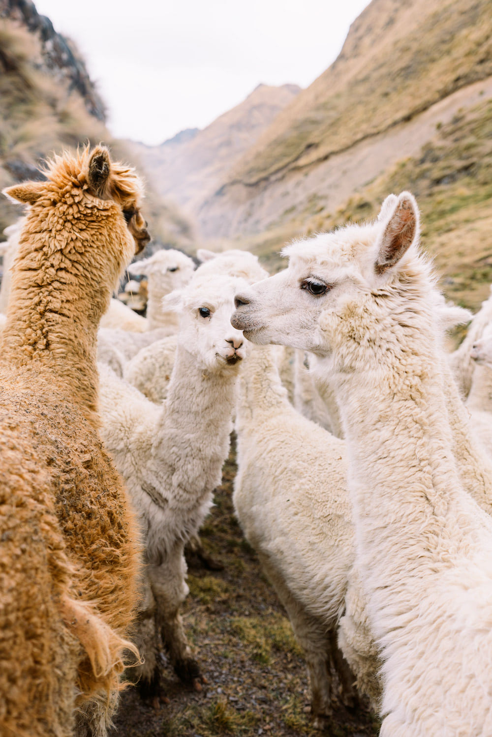 Best-Things-To-Do-In-And-Around-Cusco-Peru-Llama-Blessing