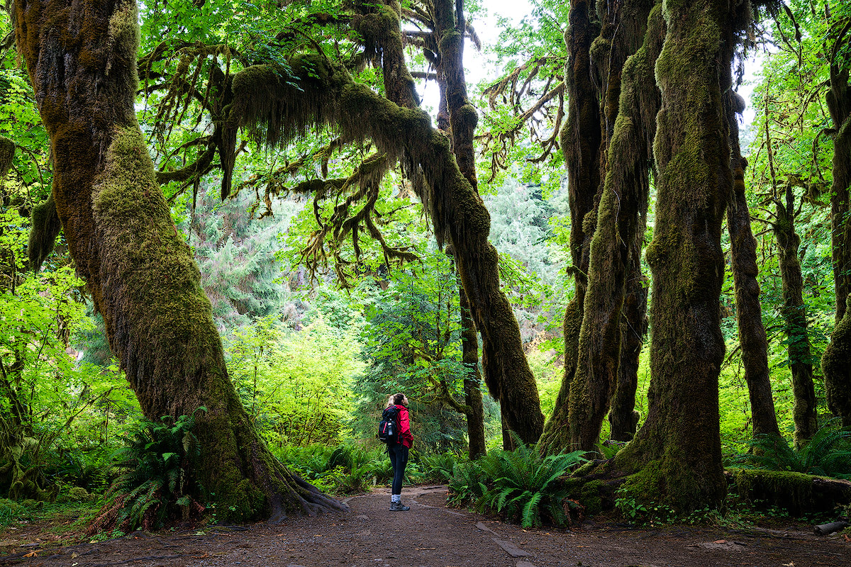 Olympic National Park Guide Hoh Rain Forest