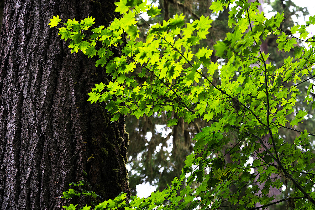 Olympic National Park Guide 59 National Parks Adventure Renee Roaming