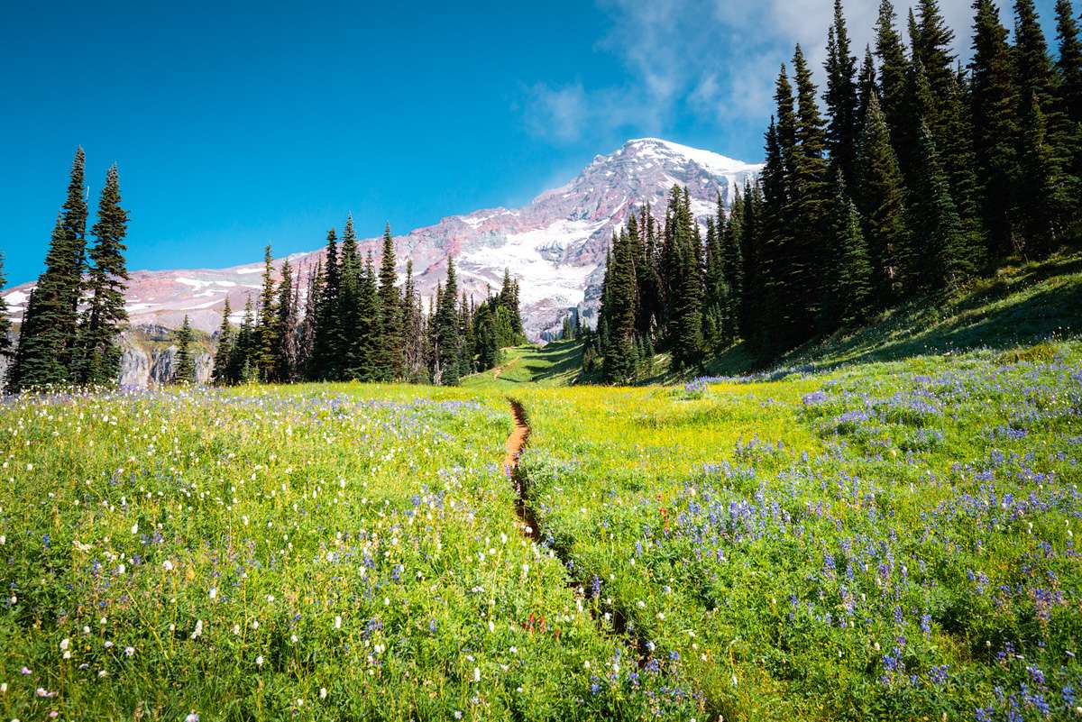 Mt. Rainier National Park - What To Know BEFORE You Go