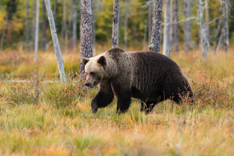 Bear Safety when Hiking and Camping - Renee Roaming
