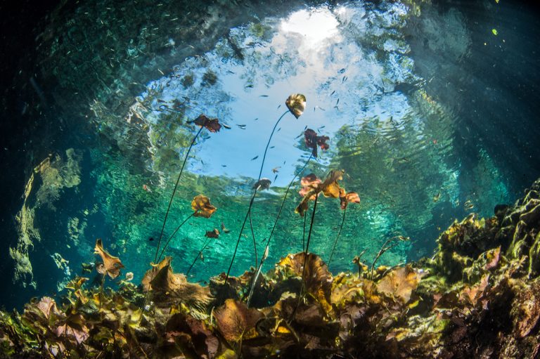 8 Best Cenotes Near Tulum & Tips For Visiting Cenotes - Renee Roaming