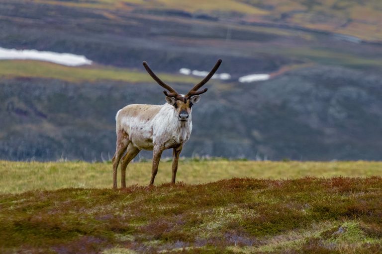 Iceland Road Trip Itinerary And Planning Guide - Renee Roaming