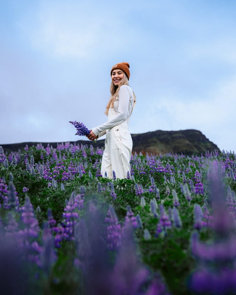 Incredible Iceland Road Trip Itinerary and Planning Guide - Lupine Field