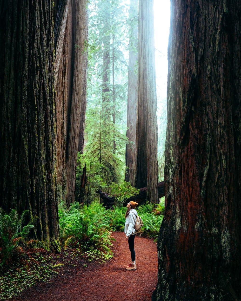 Ultimate Redwood National Park Itinerary and Guide - Renee Roaming