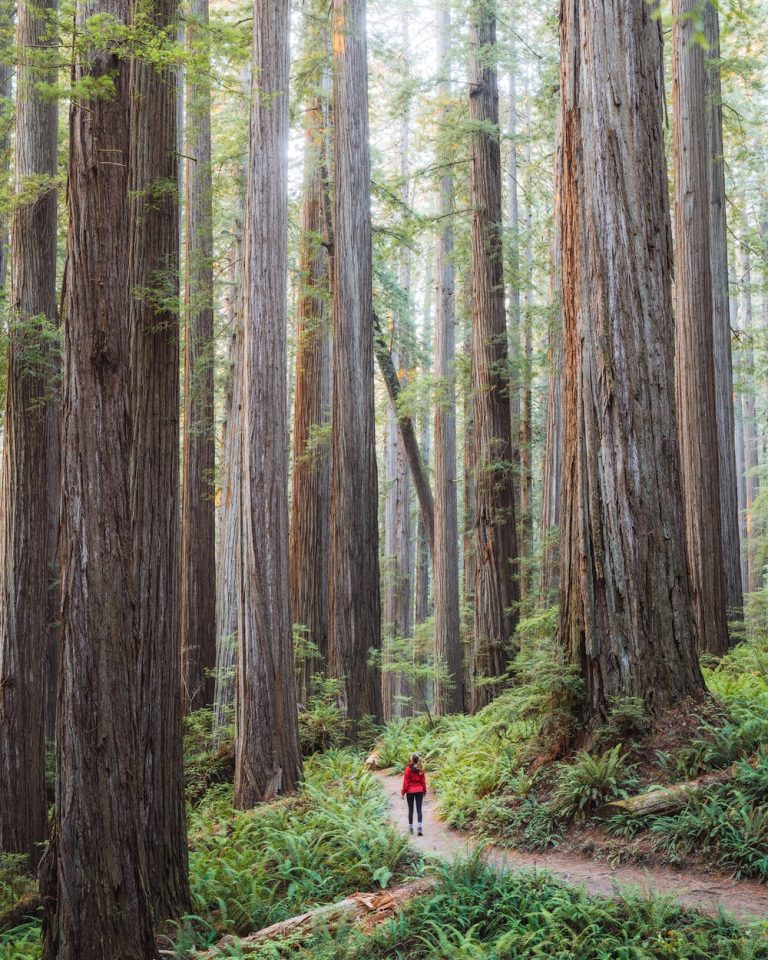 Ultimate Redwood National Park Itinerary and Guide - Renee Roaming