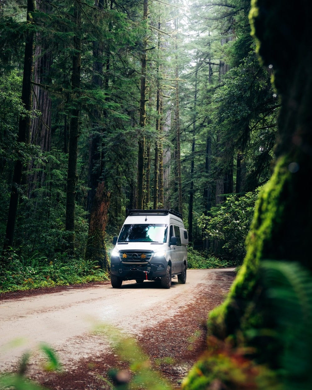 Ultimate Redwood National Park Itinerary and Guide - Renee Roaming