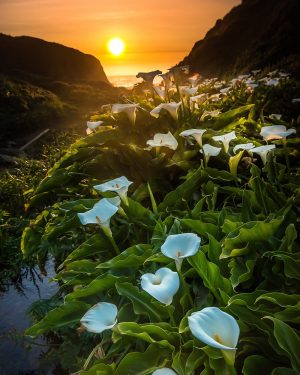 Epic Big Sur Road Trip Itinerary: Explore California's Pacific Coast