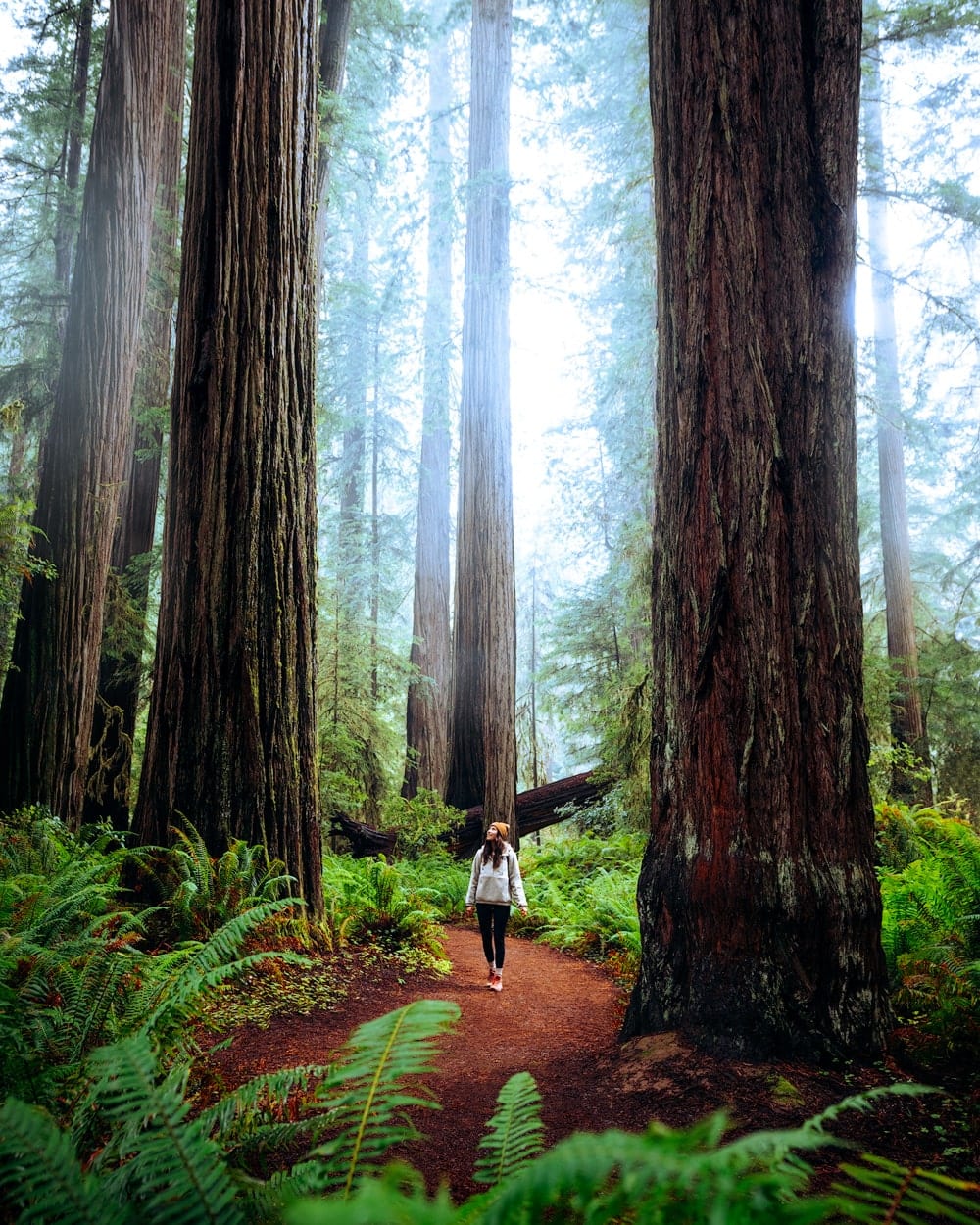 Ultimate Redwood National Park Itinerary And Guide - Renee Roaming