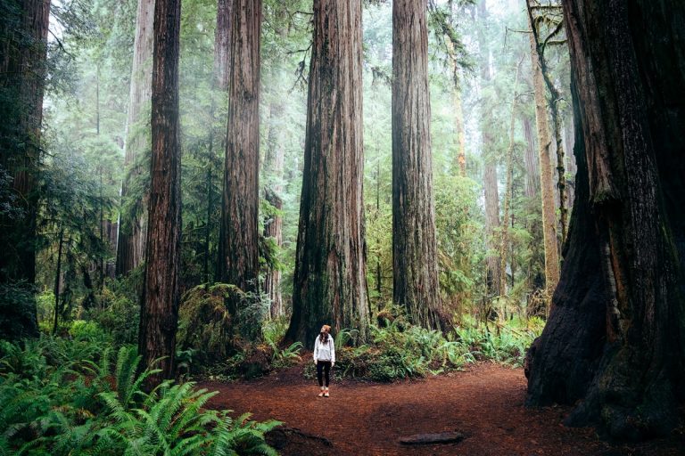 Ultimate Redwood National Park Itinerary and Guide - Renee Roaming