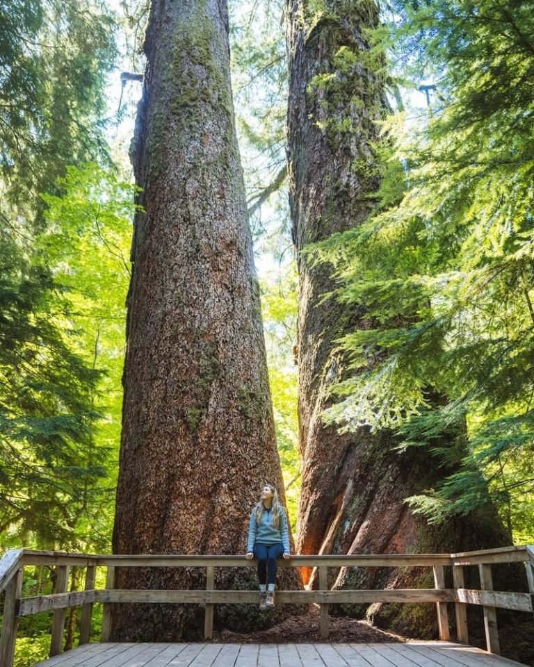 17 Breathtaking Hikes in Mount Rainier National Park, Washington ...