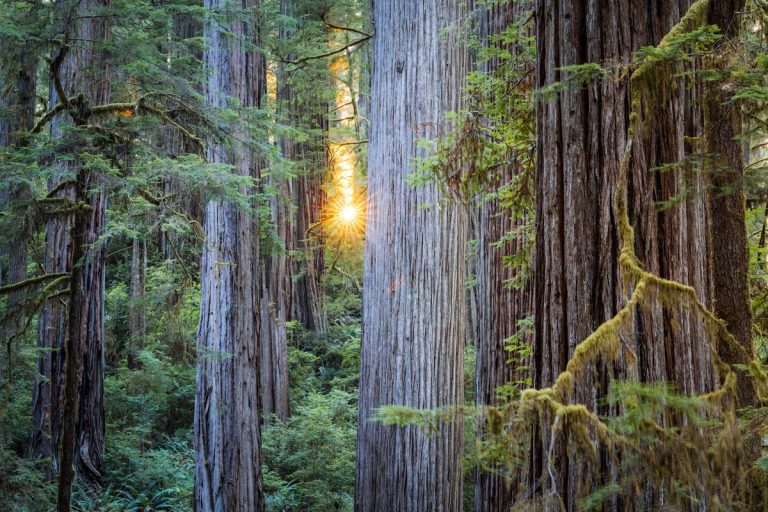 6 Absolute Best Hikes in Redwood National Park - Renee Roaming