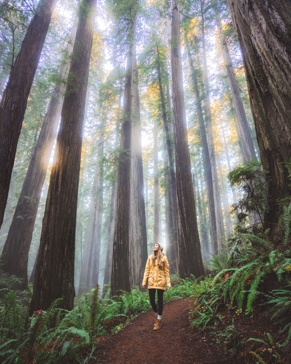 6 Absolute Best Hikes in Redwood National Park - Renee Roaming