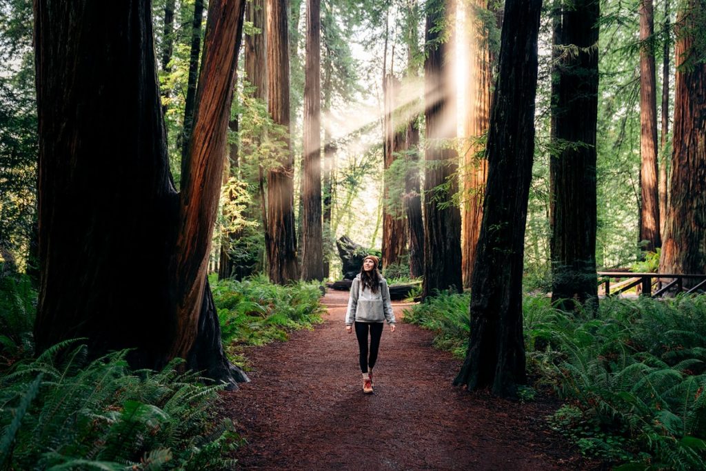 Mysterious Forest Bra Image & Photo (Free Trial)