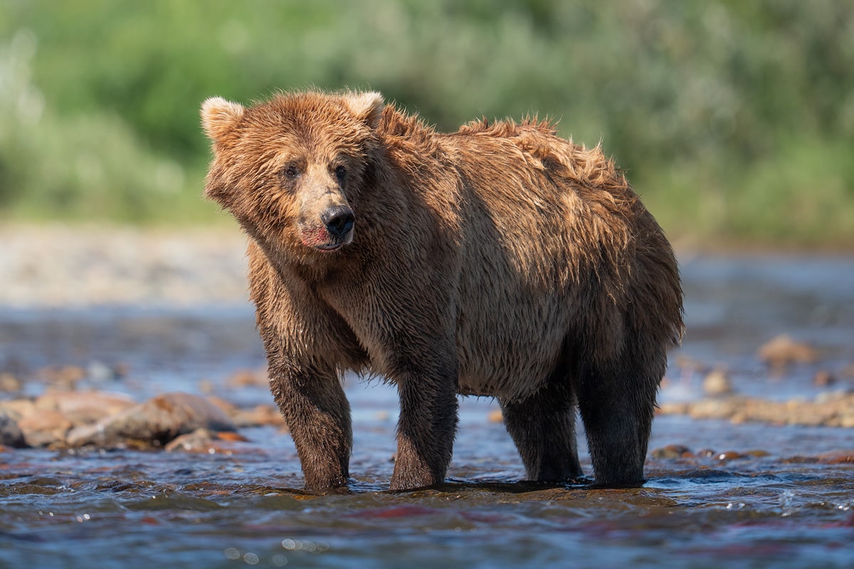 How To Visit Katmai National Park - A Comprehensive Park Guide