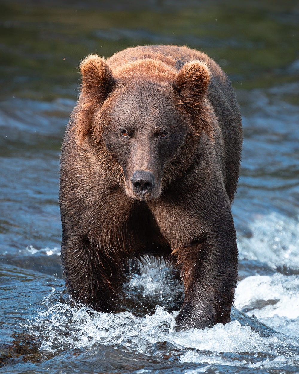 How To Visit Katmai National Park - A Comprehensive Park Guide