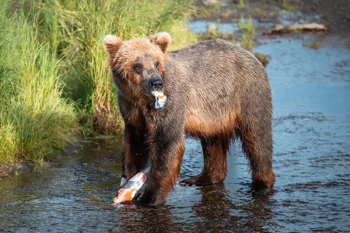 How To Visit Katmai National Park - A Comprehensive Park Guide