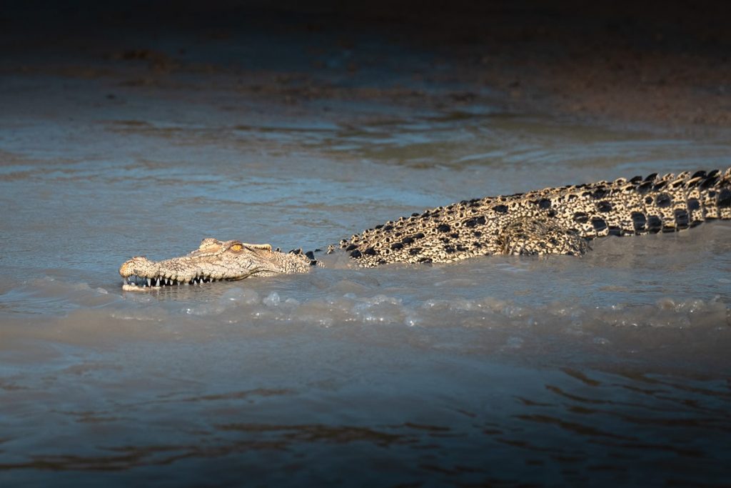 Kimberley Australia Luxury Expedition Cruise With Seabourn - salt water crocodile